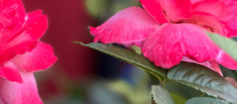 Planten oktober